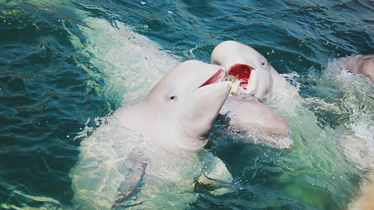 VIDEO Dupini i kitovi su atrakcija, ali treba znati kako se pona&scaron;ati prema njima