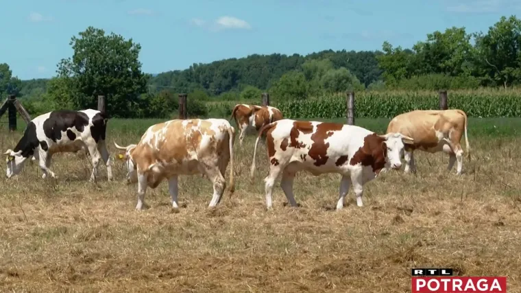Potraga razotkriva kronologiju propasti hrvatskog mljekarstva: Pritisak uvoza, PDV, lo&scaron;a genetika...