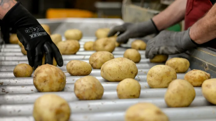 Jedu li Hrvati če&scaron;će pečeni ili kuhani krumpir? Pitali smo Čakovečki Belpak koji ga godi&scaron;nje proizvede oko 3000 tona