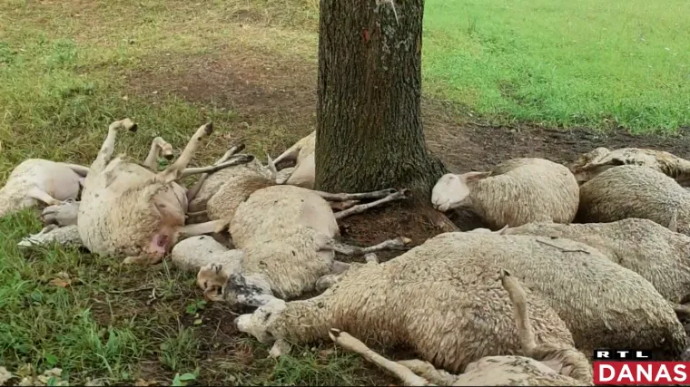 Grom je Đuri ubio gotovo cijelo stado ovaca, no dobri ljudi brzo su pristigli u pomoć: Na adresu stigle prve dvije ovčice