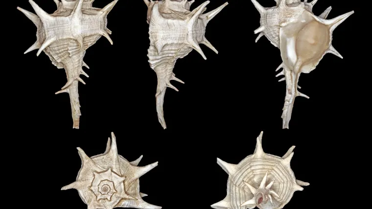 Dragocjena boja iz utrobe morskog puža