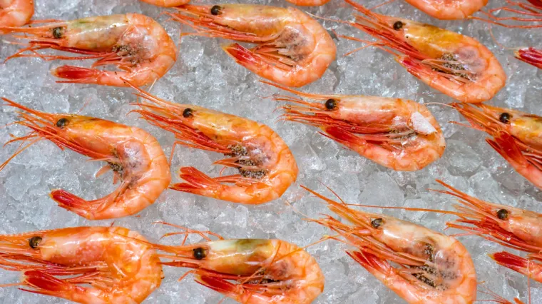 Pošiljka škampi s koronavirusom potječe iz Ekvadora