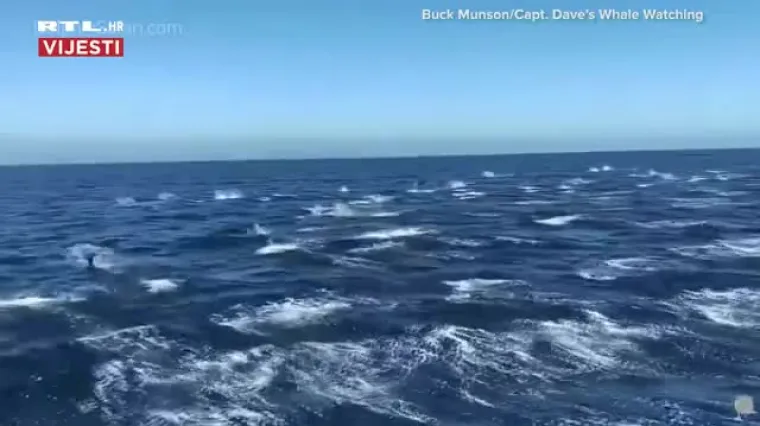 Fantastičan prizor iz Kalifornije! Stampedo od 300 dupina pliva duž broda na odu&scaron;evljenje promatrača!