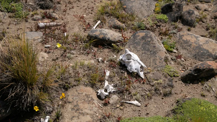 &Scaron;okirani austrijski turist: 'Izbrojao sam 10 le&scaron;eva, ali sam vidio jo&scaron; lubanja. Le&scaron;ine su se raspadale i jele su ih ptice'