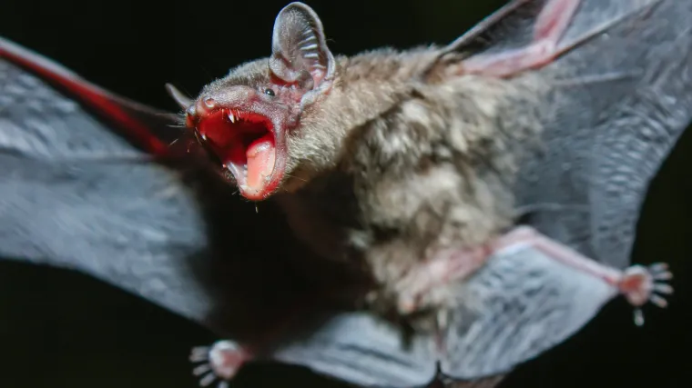 Znanstvenici tvrde da imaju dokaze i da je gotovo sigurno 'pobjegao' iz laboratorija