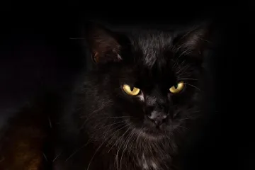 'Djecu često ih tuku do krvi, označe ih ili imaju druge rane'