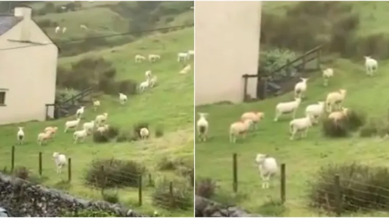 Tip nije mogao vjerovati svojim očima - ovce se satima nisu pomakle s mjesta