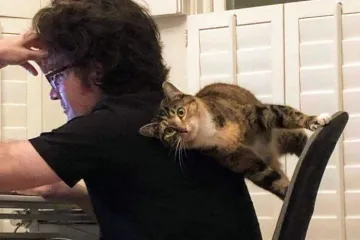 ZA OVE MAČKE ZAKONI FIZIKE NE POSTOJE: Šokirani vlasnici sve zabilježili kamerom