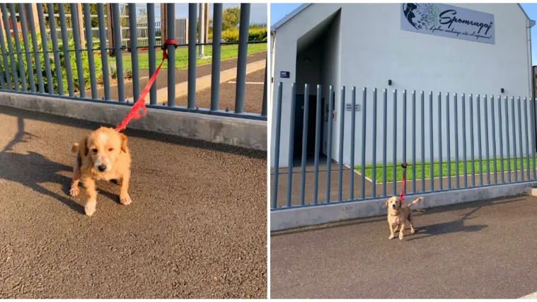 Netko je u Zagrebu pod okriljem noći ostavio psa zavezanog za ogradu: 'Djelatnici su ostali zatečeni tužnim pogledom...'