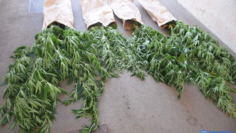 Nije baš ukrasno bilje: Djedica u dvorištu u Umagu uzgajao indijsku konoplju