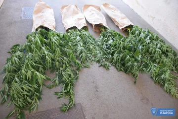 Nije baš ukrasno bilje: Djedica u dvorištu u Umagu uzgajao indijsku konoplju