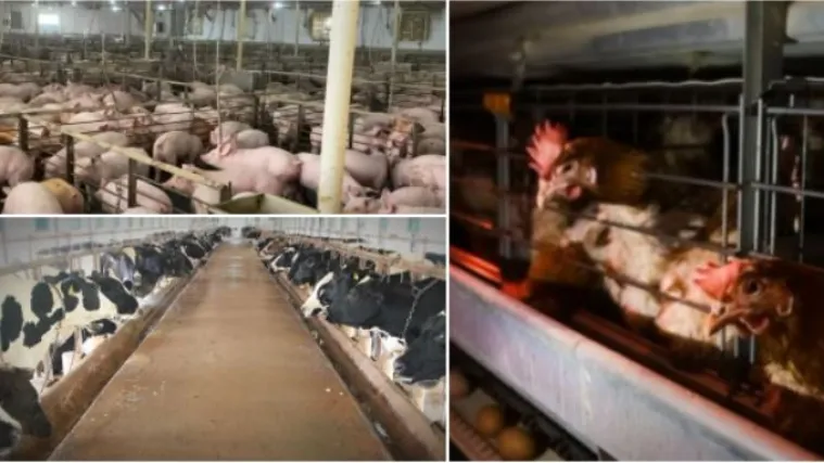 Tvorničke farme izvor su pandemije: 'Način na koji jedemo jedan je od faktora širenja virusa'