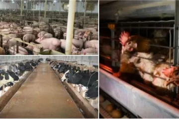 Tvorničke farme izvor su pandemije: 'Način na koji jedemo jedan je od faktora širenja virusa'