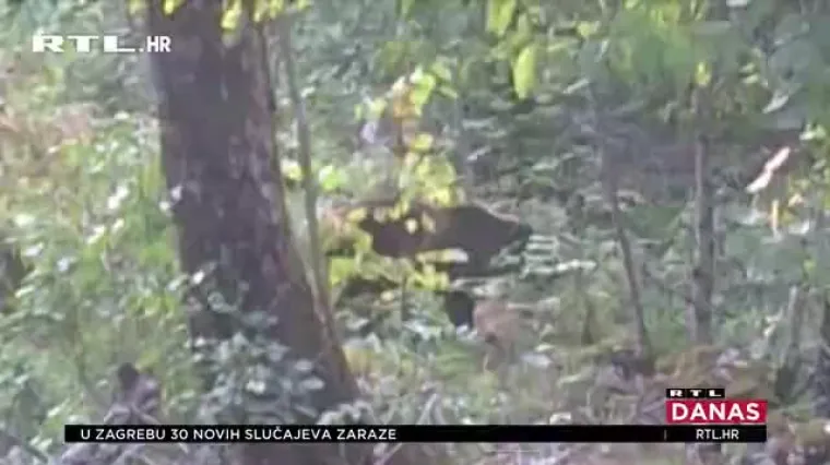 Medvjedi haraju opatijskim zaleđem: Ljudi strahuju za sigurnost djece, evo &scaron;to im predlažu stručnjaci