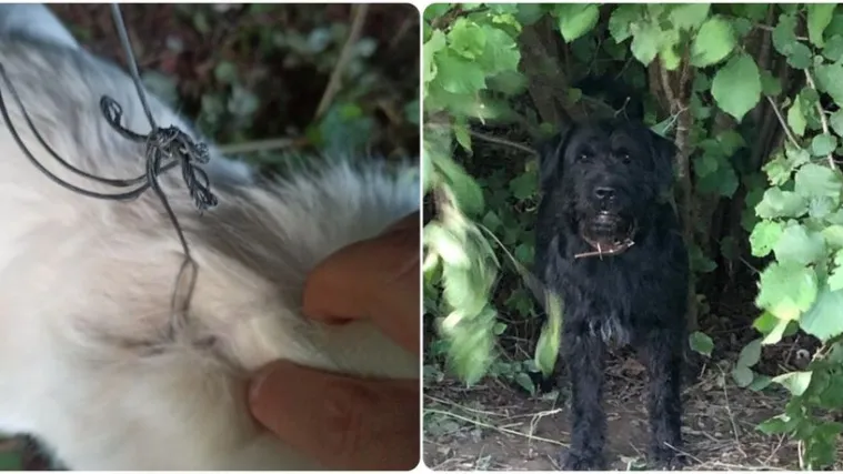 Psi se kod Varaždina ulovili na zamke za divljač ili su se djeca okrutno poigrala?