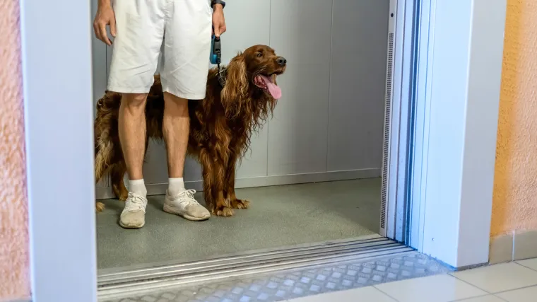 Trebaju li vlasnici pasa plaćati veću pričuvu? 'Tu bi bila velika pobuna, ali za pse nitko ni&scaron;ta ne plaća...'