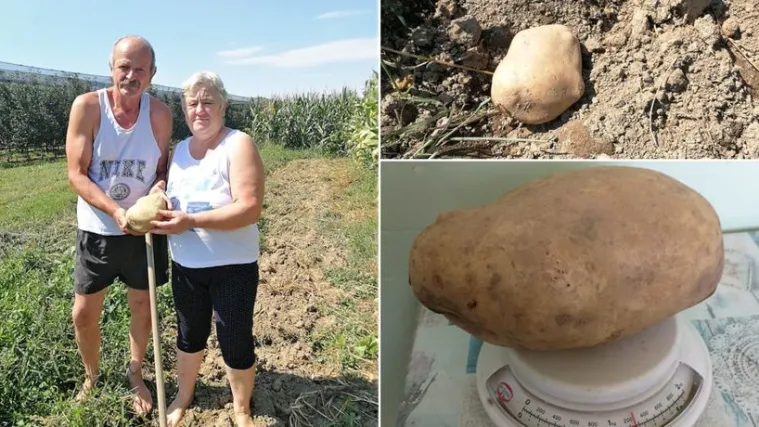 Kakav ulov u Međimurju! U vrtu na&scaron;li krumpir težak 1,3 kg: 'Mama nije mogla vjerovati...'