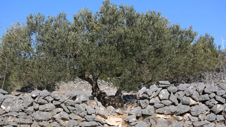 Cijena maslinova ulja letjet će u nebo: 'Ovakvu situaciju u maslinicima nisam doživio'