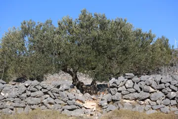 Cijena maslinova ulja letjet će u nebo: 'Ovakvu situaciju u maslinicima nisam doživio'