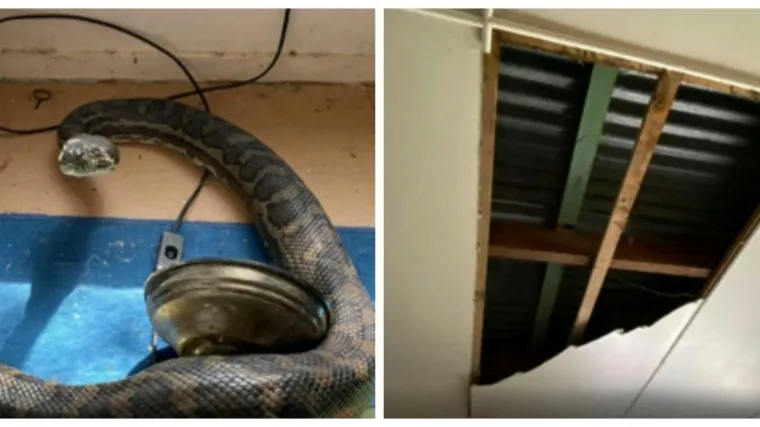 VIDEO Kroz kuhinjski strop propala mu dva golema pitona! 'Nikad nisam vidio tako velike zmije!'