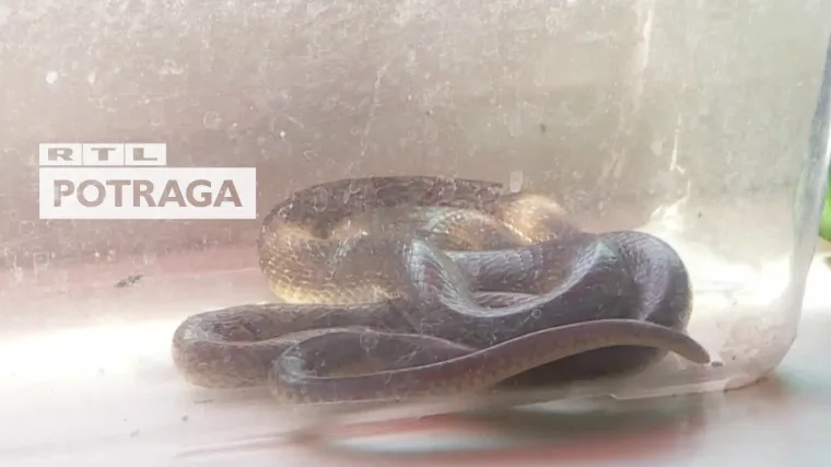 Uzbudljiv dan! Potraga snimila kako su spa&scaron;avali životinje, od mačaka i ćukova, do jazavaca i pitona