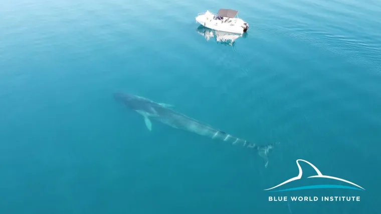 Pronašli još jednog kita u Velebitskom kanalu: 'Kad smo pogledali fotografije, shvatili smo da nemaju iste peraje'