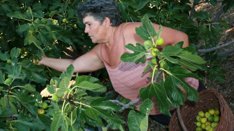 Izgubili ste posao, trebate dodatne prihode? Od 300 stabala smokava može se lijepo popuniti kućni proračun