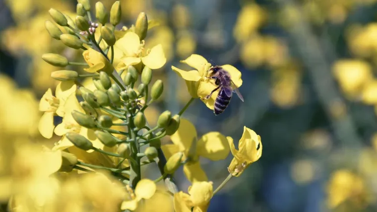 Dramatično izumiru divlje životinje: 'To je jedan ekosustav. Ako pčele nestanu, ljudi će biti gladni'