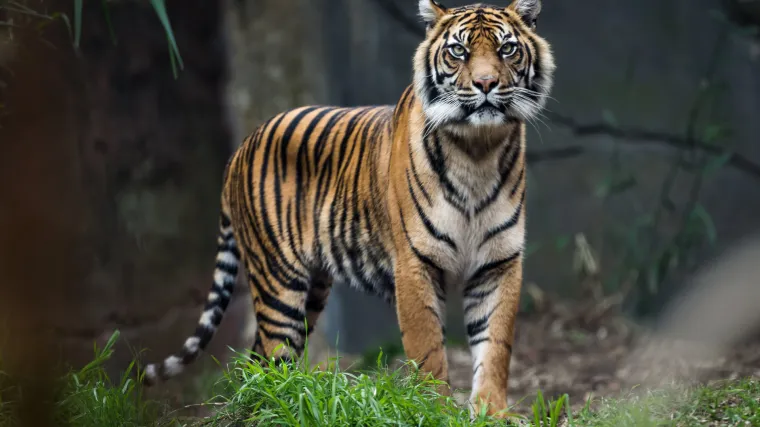 Za manje od pola stoljeća nestalo dvije trećine divljih životinja: Vrijeme je za preokret