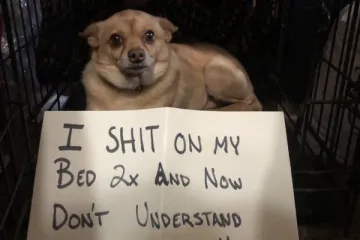 PRESLATKI ČETVERONOŠCI NA STUPU SRAMA ZBOG SVOJIH NESTAŠLUKA: Znaju da su zabrljali, ali tko im ne bi oprostio?