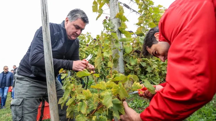 Milanović u zagorskoj berbi: 'Ako moram birati između vina i cigareta, nemam dvojbe, to je dobra kapljica'
