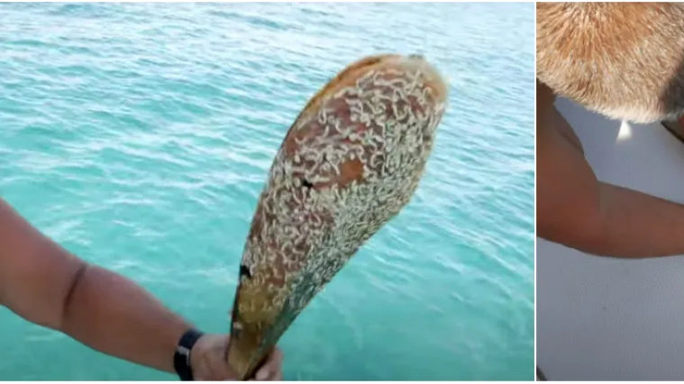 Poljaci kod Biograda počupali za&scaron;tićene periske, sve snimili i pohvalili se na YouTubeu