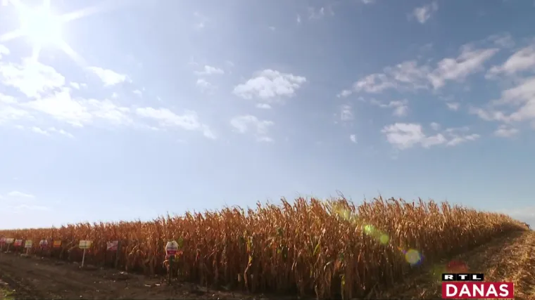 Javnu berbu kukuruza umjesto poljoprivrednika obavlja struka: 'Ovo je pravi trenutak za berbu!'