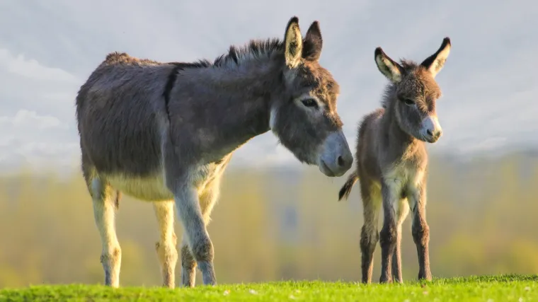 Jesmo li svi mi magarci, po Zoranu Milanoviću? Ako jesmo, ponosan sam &scaron;to sam magarac