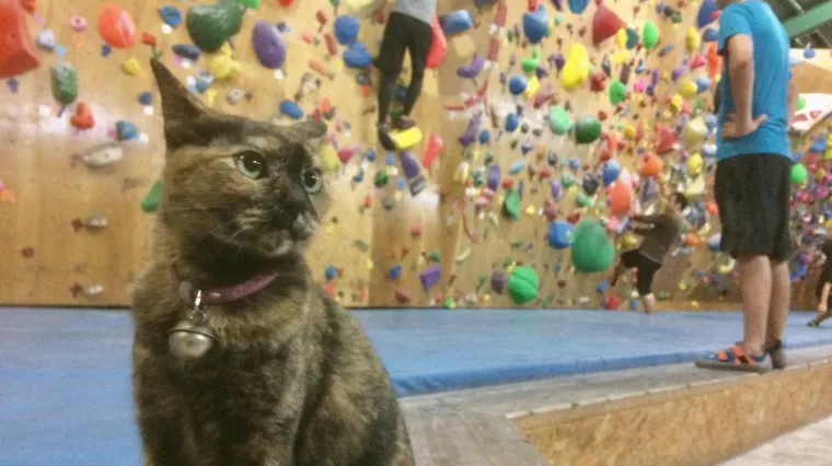 Gledala je penjače pa je ubrzo počela opona&scaron;ati njihove pokrete