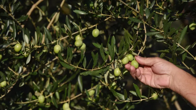 Istarski maslinari ušli u maslinike: 'Cijena ulja bit će oko 100 kuna po litri'