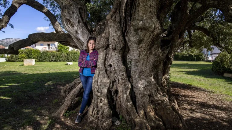 Nakon Adama iz Daruvara, stiže Baka iz Ka&scaron;tela: Maslina stara 1500 godina konkurira za hrvatsko stablo godine