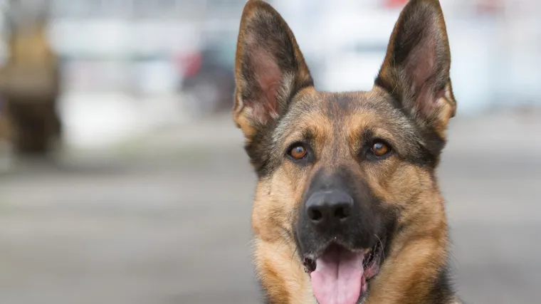 Vlasnici sahranili živog psa: Pravdali su se da je bolestan, no pas je samo bio gladan