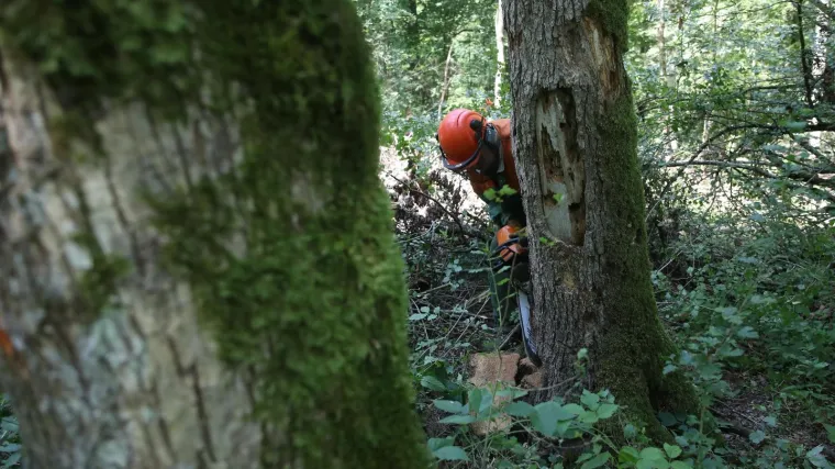 Horor kod Jasenovca: &Scaron;umar usmrtio kolegu pa sve poku&scaron;ao prikriti