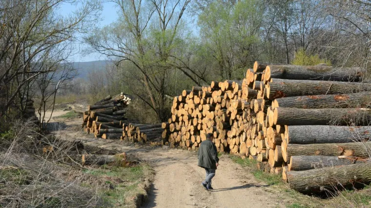 Sada će na sud, zajedno s drugim &scaron;umarom