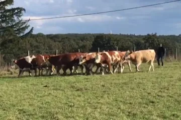 Simentalac se vraća kući