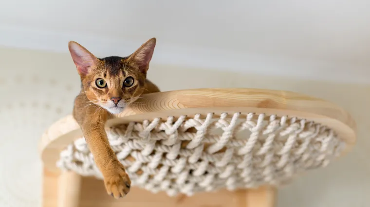 U HRVATSKOJ SE STERILIZIRA DVOSTRUKO MANJE MAČAKA NEGO U EU