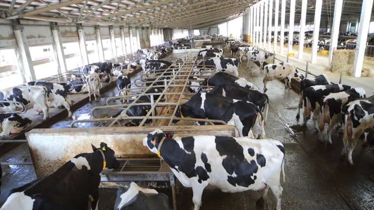 Jo&scaron; jedan plin opasno utječe na klimatske promjene: Trebalo bi jesti manje govedine i sira