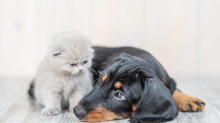 RTL otkriva! Kod četiri psa i jedne mačke potvrđena je infekcija COVIDOM 19