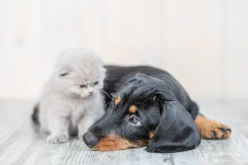 RTL otkriva! Kod četiri psa i jedne mačke potvrđena je infekcija COVIDOM 19