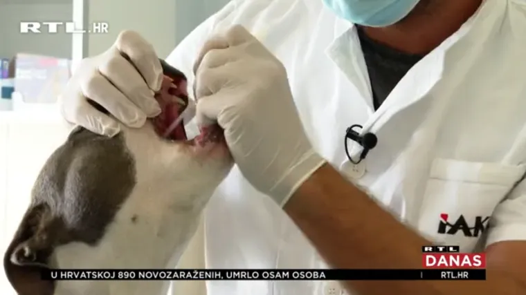 Prvo serolo&scaron;ko testiranje na kućnim ljubimcima u Hrvatskoj: I psi imali koronu, ali postali imuni