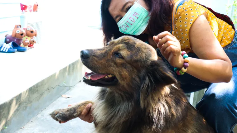 Rezultati eksperimenta s psima koji mogu nanju&scaron;iti Covid-19 obećavajući: Imaju vrlo visoku preciznost