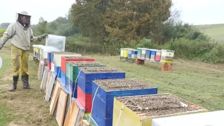 Nije ni med, ni propolis, ali zato pomaže u liječenju bolesti: Za&scaron;to je pčelinji otrov najdragocjeniji lijek?