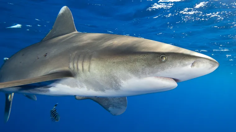 Stravičan napad morskog psa u popularnoj destinaciji: Dječak ostao bez ruke, vodič bez noge