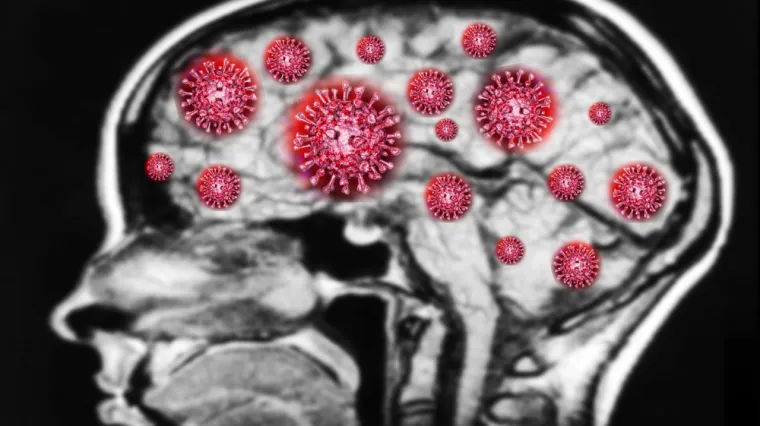 Otkrili što olakšava virusu da uđe u ljudske stanice. A onda, za samo nekoliko sati, dopire do žila u mozgu